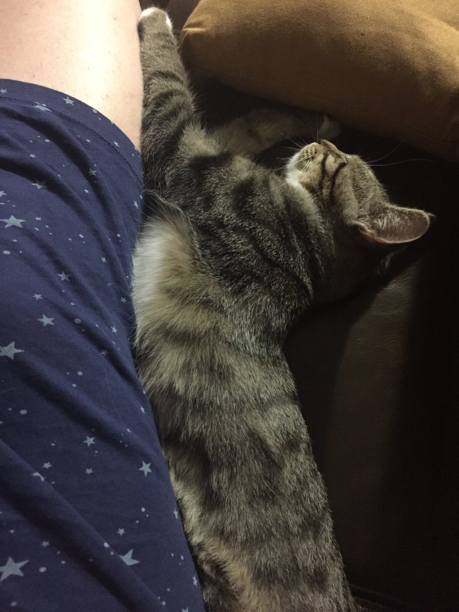 happylibrarykat's tweet photo. When your husband gets stuck overseas for further weeks the only logical solution is to panic buy another kitten. https://t.co/vmwrR0yE2r
