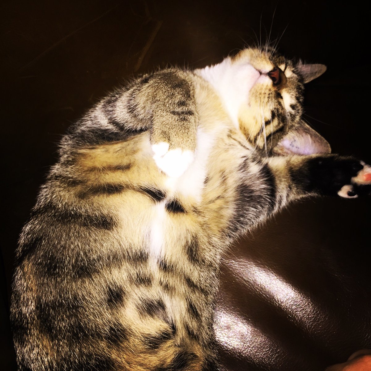 happylibrarykat's tweet photo. When your husband gets stuck overseas for further weeks the only logical solution is to panic buy another kitten. https://t.co/vmwrR0yE2r