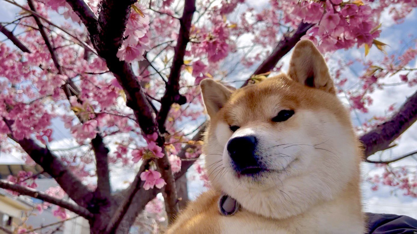 See Shibamugi28 S Tweet Twitter