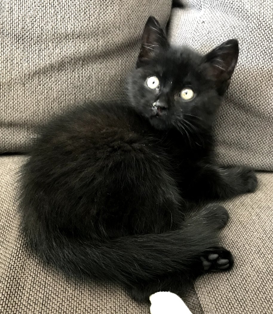 critterconfused's tweet photo. Some baby pics of Miya since it's his first bd today! https://t.co/WwGo9ofHg5