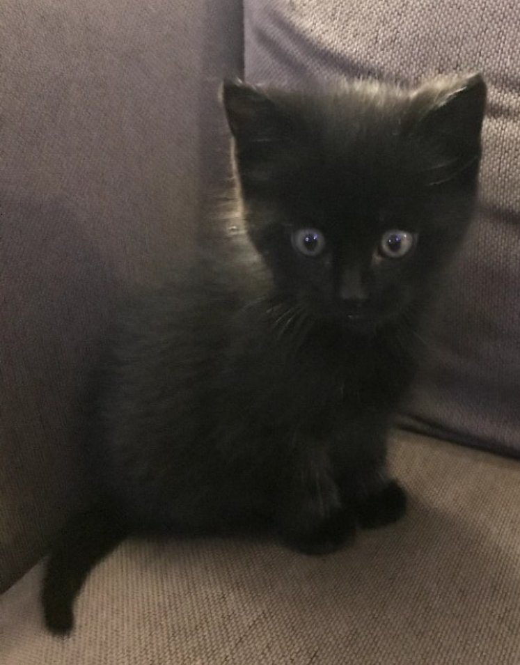 critterconfused's tweet photo. Some baby pics of Miya since it's his first bd today! https://t.co/WwGo9ofHg5