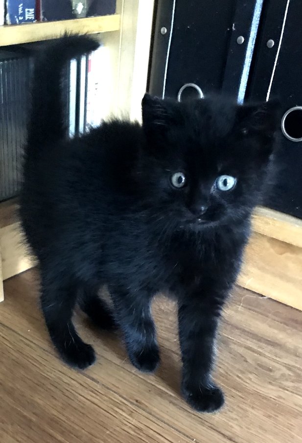 critterconfused's tweet photo. Some baby pics of Miya since it's his first bd today! https://t.co/WwGo9ofHg5
