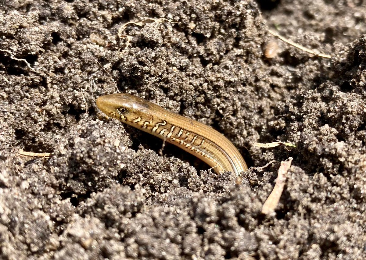 HerpGSU's tweet photo. Tilling the garden can produce surprises. This #glasslizard (Ophisaurus ventralis) turned up in a garden plot near campus. This species can be locally quite common in our area. We hold 83 specimens. Photo by Dr. Lissa Leege. #lizards #reptiles https://t.co/RXuTWIqHVA