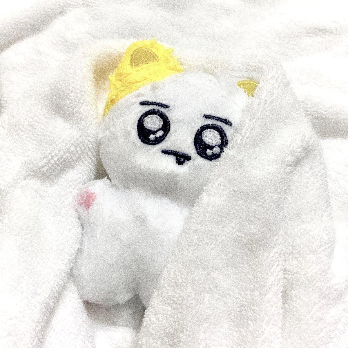 뽀송뽀송해진 아기고양이 🐱