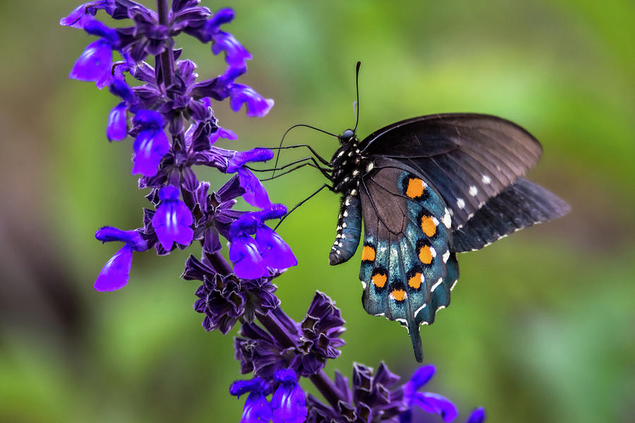 DebraMartz's tweet photo. “Pipevine Swallowtail" by Debra Martz   I was  out bird watching but couldn't turn my back on these stunning butterflies!  https://t.co/oF7xlXUDmR

#Pipevine #Swallowtail #butterfly 

#SpringForArt #ThisSpringBuyArt #buyart #GiftThemArt https://t.co/pst2HxHPoL