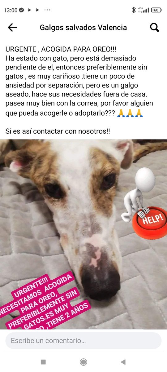 yomismo888's tweet photo. Vuelo a rt!salió mal la acogida!😢😢 https://t.co/dP93uOkrx1