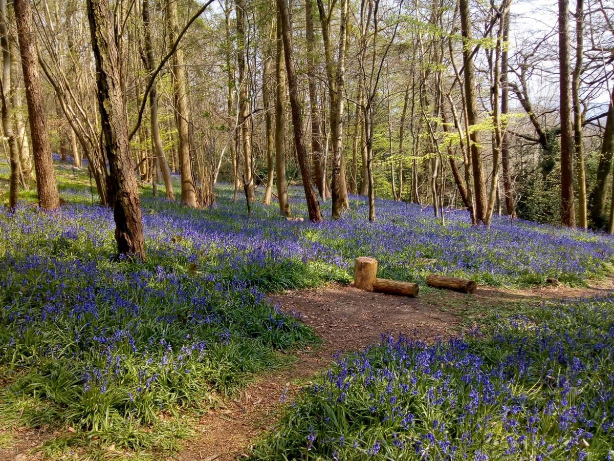 reigatebanstead's tweet photo. π± It's the first day of spring and we are looking forward to enjoying the beautiful greenspaces in our borough πΌ
Look closely for signs of spring while you are out and about, and share your photos with us!
#MyRBBC #Banstead #Horley #Redhill #Reigate #SpringHasSprung https://t.co/RCdCCSFiPc