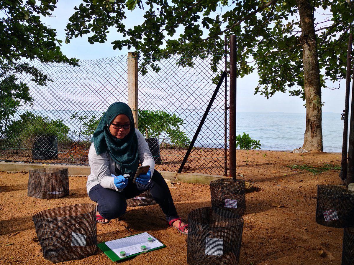 OceanWitnessOrg's tweet image. Yana leads the Malacca Hawksbill Conservation programme of @WWFMy. She works closely with former poachers. “#Traditionalknowledge that has been embedded in the culture of #coastalcommunities is of great use in finding #seaturtles and their eggs”. 
⤵️
oceanwitness.org/stories/ocean-…