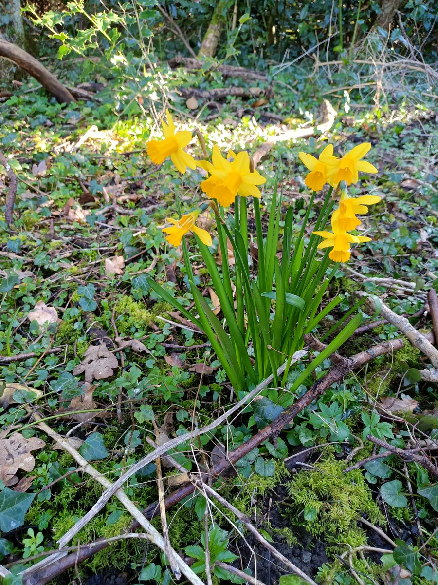 BonnieBTrustee's tweet photo. I joined @CalderFriends today to get an early start on the @KSBScotland #SpringCleanScotland campaign. We found hardly any #litter - great news! We did save some plastic from getting into the river &amp; saved some paws by removing broken glass. Job done 💪 #Blantyre #UpstreamBattle https://t.co/4kjSfeg7Gl