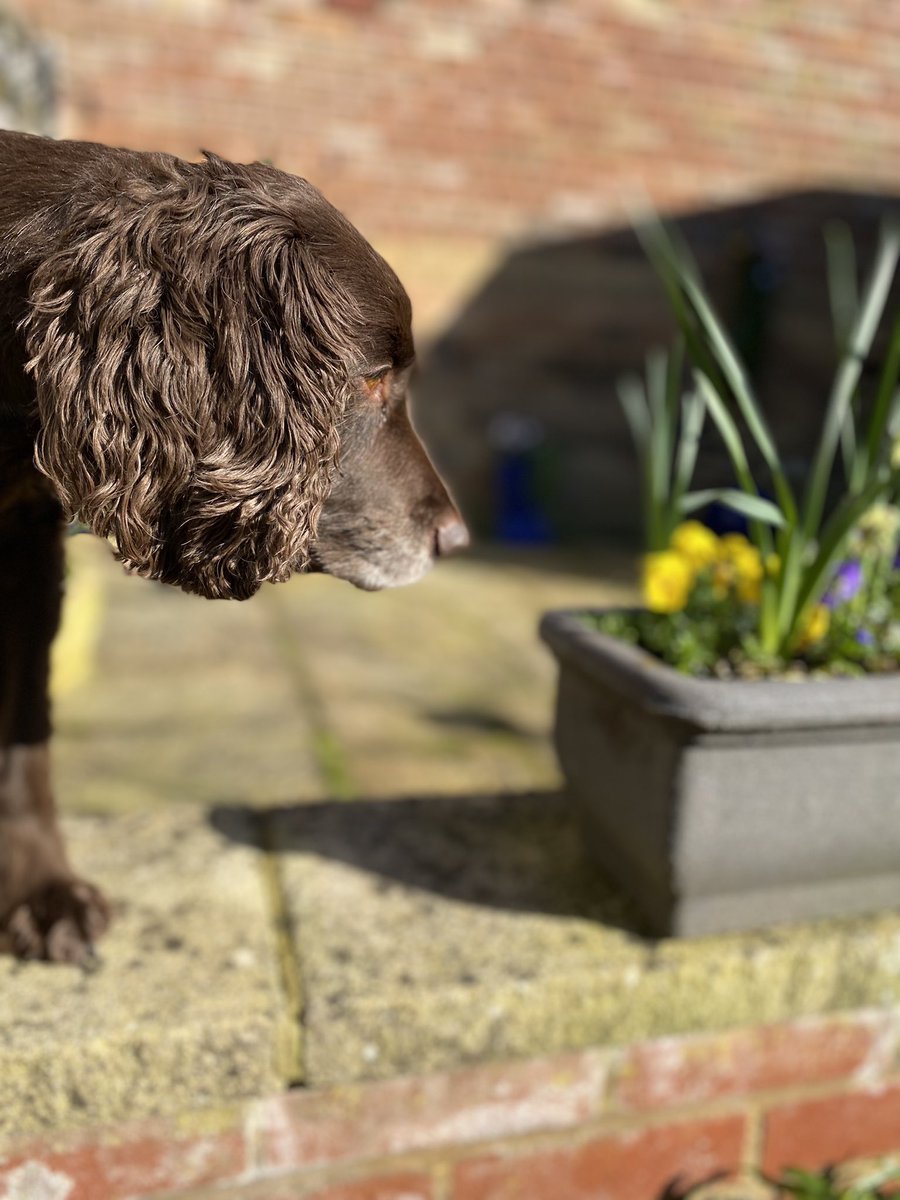 Ziggy_sprocker's tweet photo. Mornings ve a great #springSunday https://t.co/wVY7EUkvZB