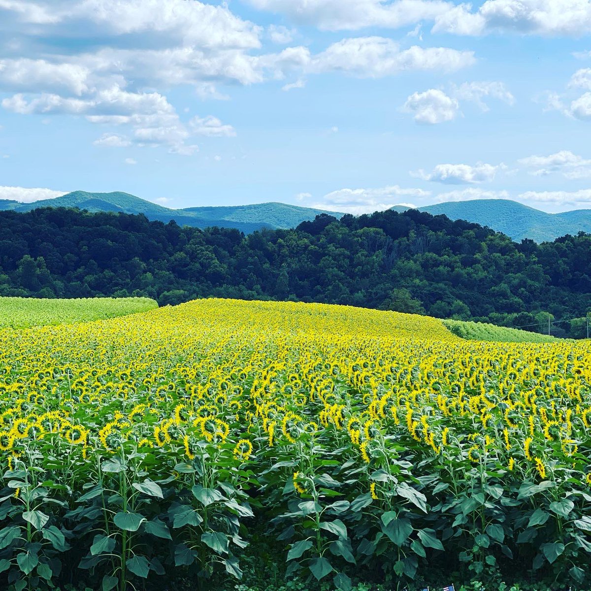 botetourtcounty's tweet photo. It’s #internationaldayofhappiness and we want to know what makes you happy? Happiness for us is celebrating our residents, businesses, visitors and staff! 😃 #bocova #botetourtcounty https://t.co/DWbQTYevtp