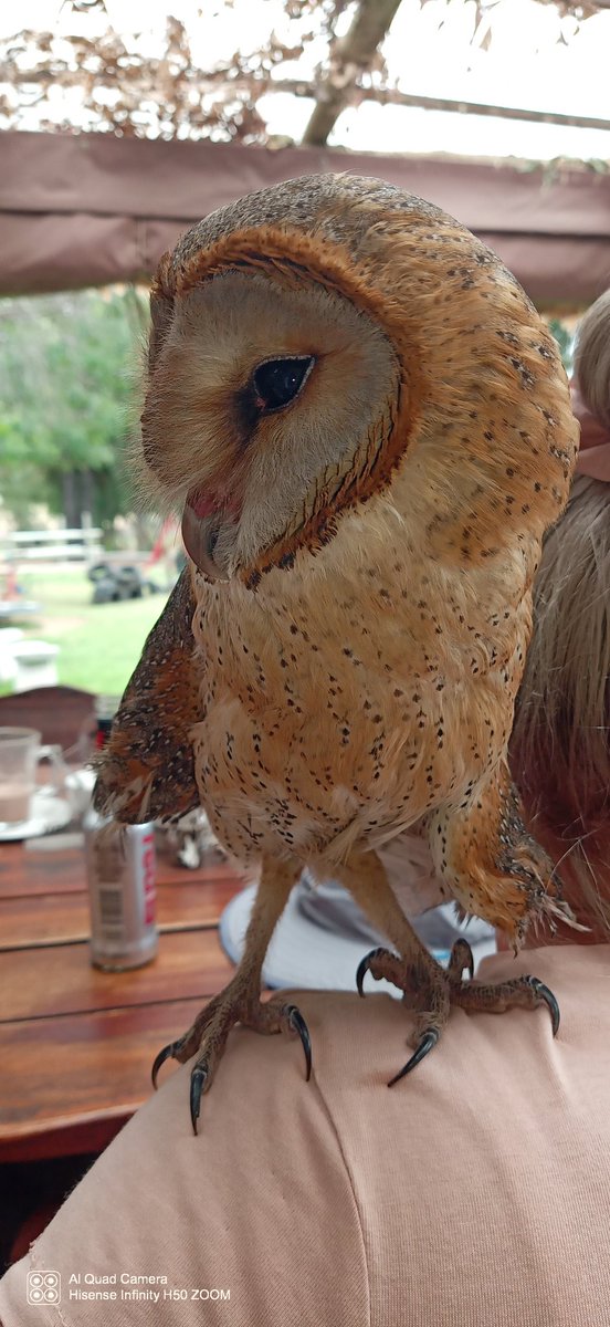 Nathersia2's tweet photo. #owl nature 💕 https://t.co/Na7EZf6ZeV