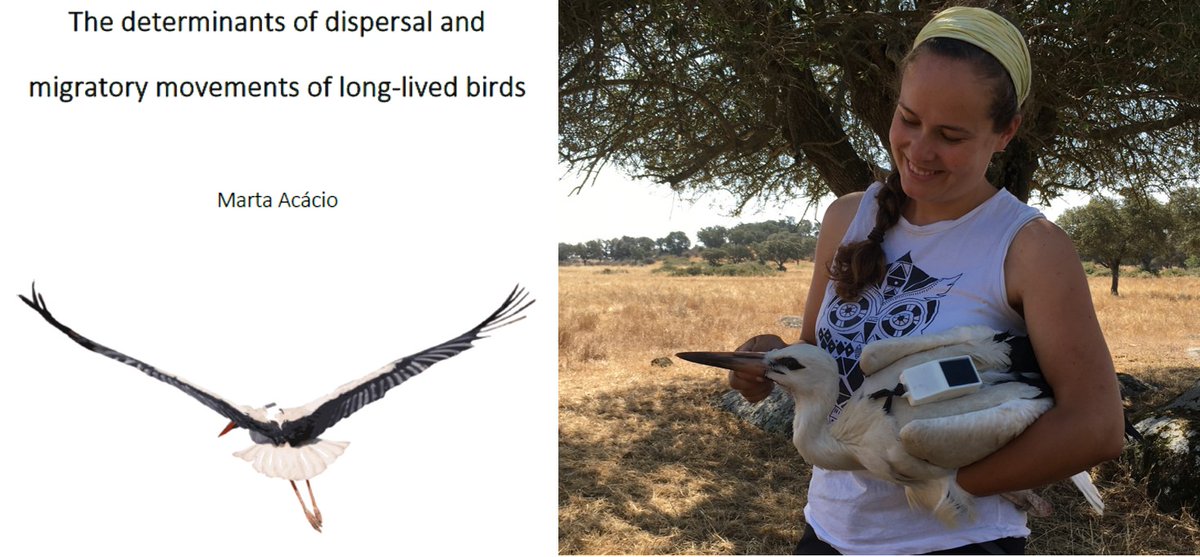 BirdsMove's tweet image. HUGE congratulations to Dr @MartaAcacio for passing her PhD viva last Firday! Although moving to Israel to study griffon vultures, Marta will continue to collaborate with our @BirdsMove team. Best of luck for future flights, and comeback soon to tag some storks!
@ueaenv