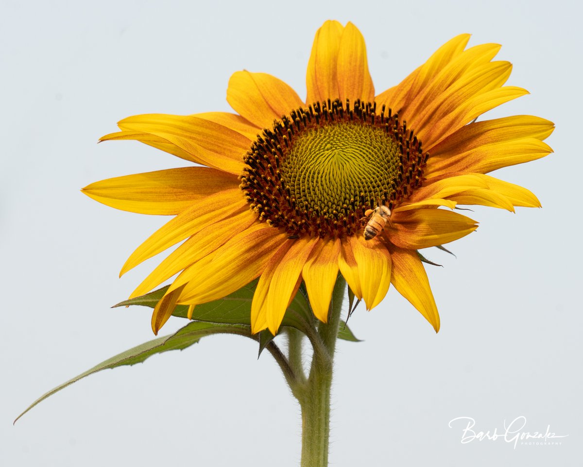 Simpletechguru's tweet photo. Sunflowers for Ukraine - https://t.co/qXSqxw371r Buy a beautiful sunflower and a donation will be made to aid to Ukrainian Refugees.  100 years ago this was my grandparents. #sunflowers #ukrainianaid #ukraine https://t.co/JeeNTYI8B3