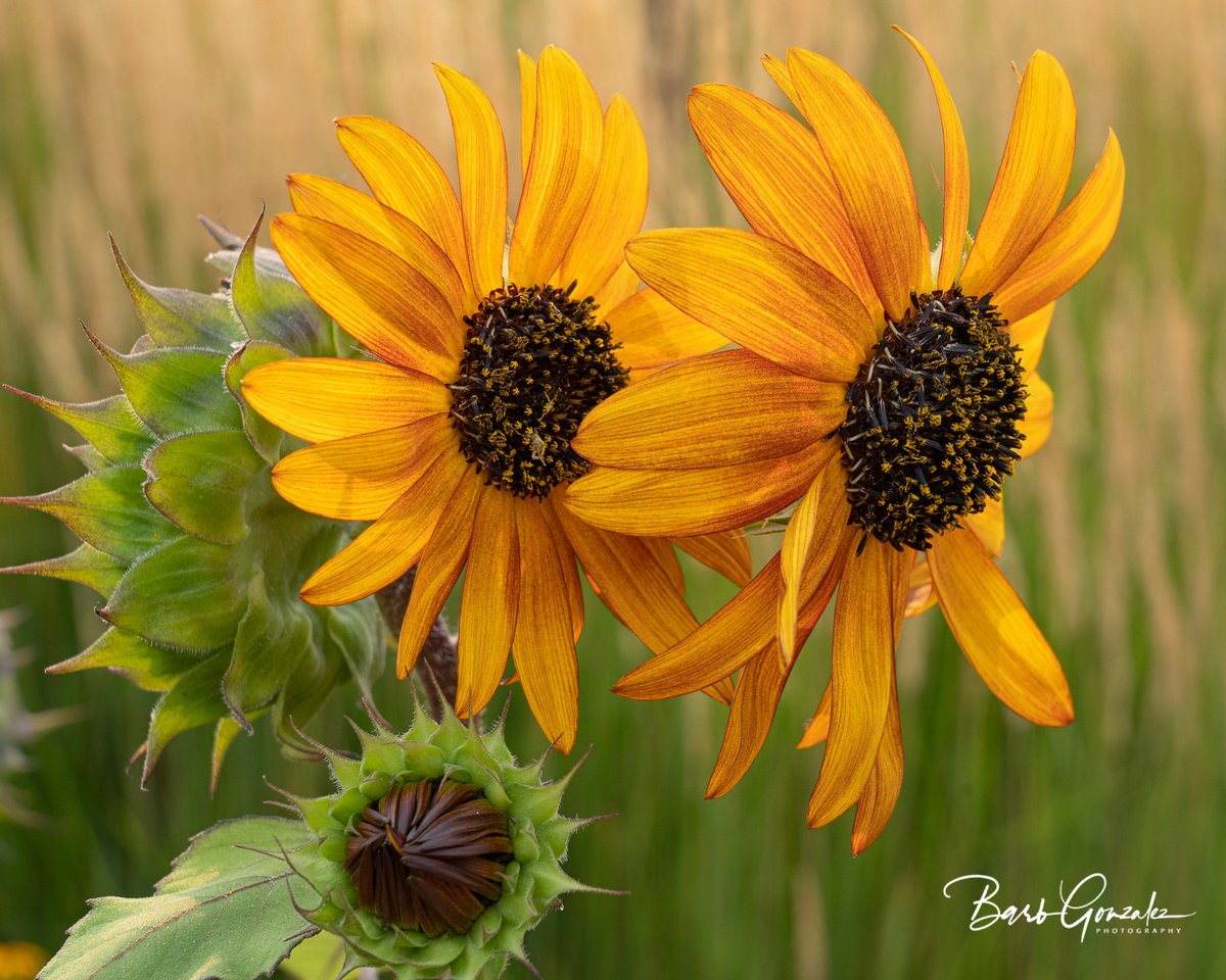 Simpletechguru's tweet photo. Sunflowers for Ukraine - https://t.co/qXSqxw371r Buy a beautiful sunflower and a donation will be made to aid to Ukrainian Refugees.  100 years ago this was my grandparents. #sunflowers #ukrainianaid #ukraine https://t.co/JeeNTYI8B3