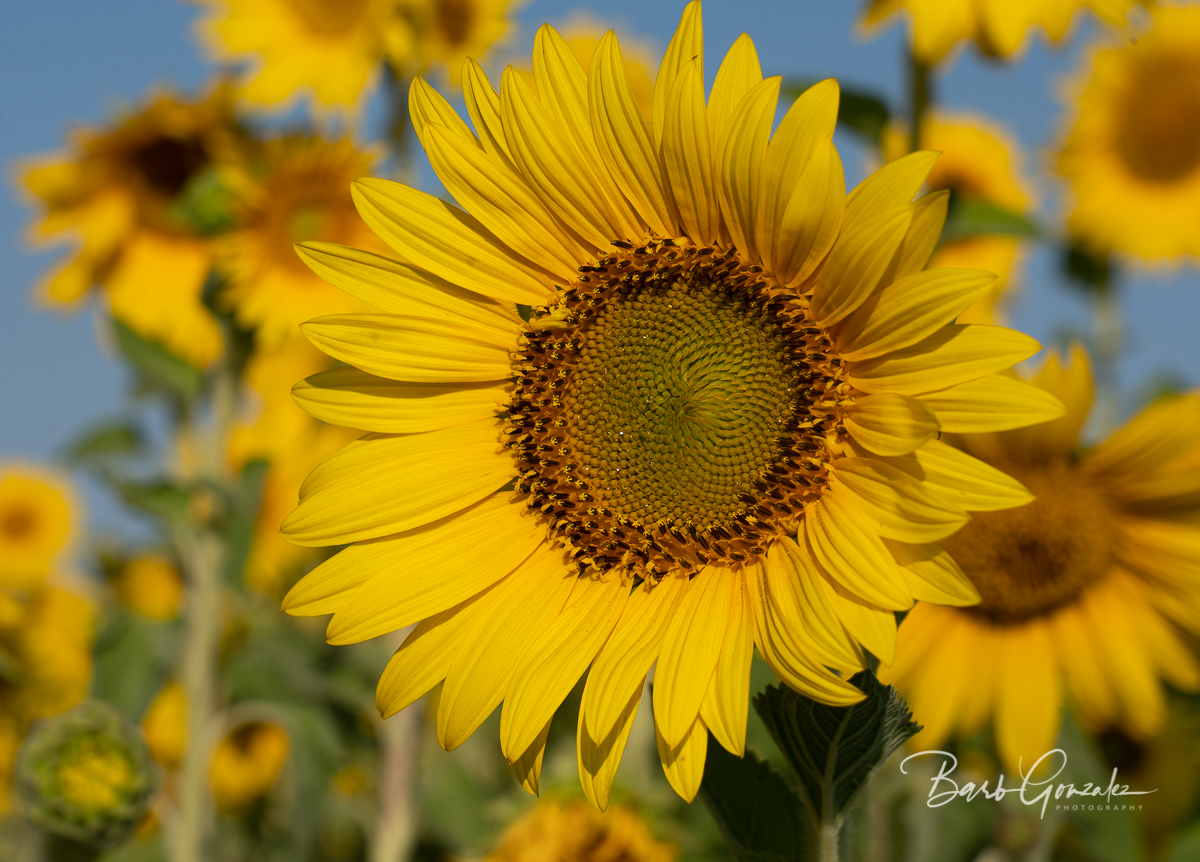 Simpletechguru's tweet photo. Sunflowers for Ukraine - https://t.co/qXSqxw371r Buy a beautiful sunflower and a donation will be made to aid to Ukrainian Refugees.  100 years ago this was my grandparents. #sunflowers #ukrainianaid #ukraine https://t.co/JeeNTYI8B3