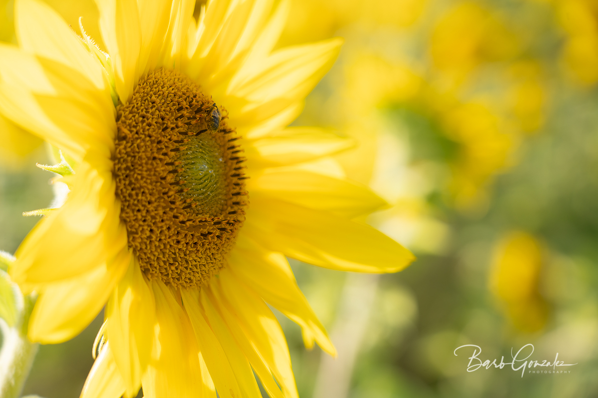 Simpletechguru's tweet photo. Sunflowers for Ukraine - https://t.co/qXSqxw371r Buy a beautiful sunflower and a donation will be made to aid to Ukrainian Refugees.  100 years ago this was my grandparents. #sunflowers #ukrainianaid #ukraine https://t.co/JeeNTYI8B3