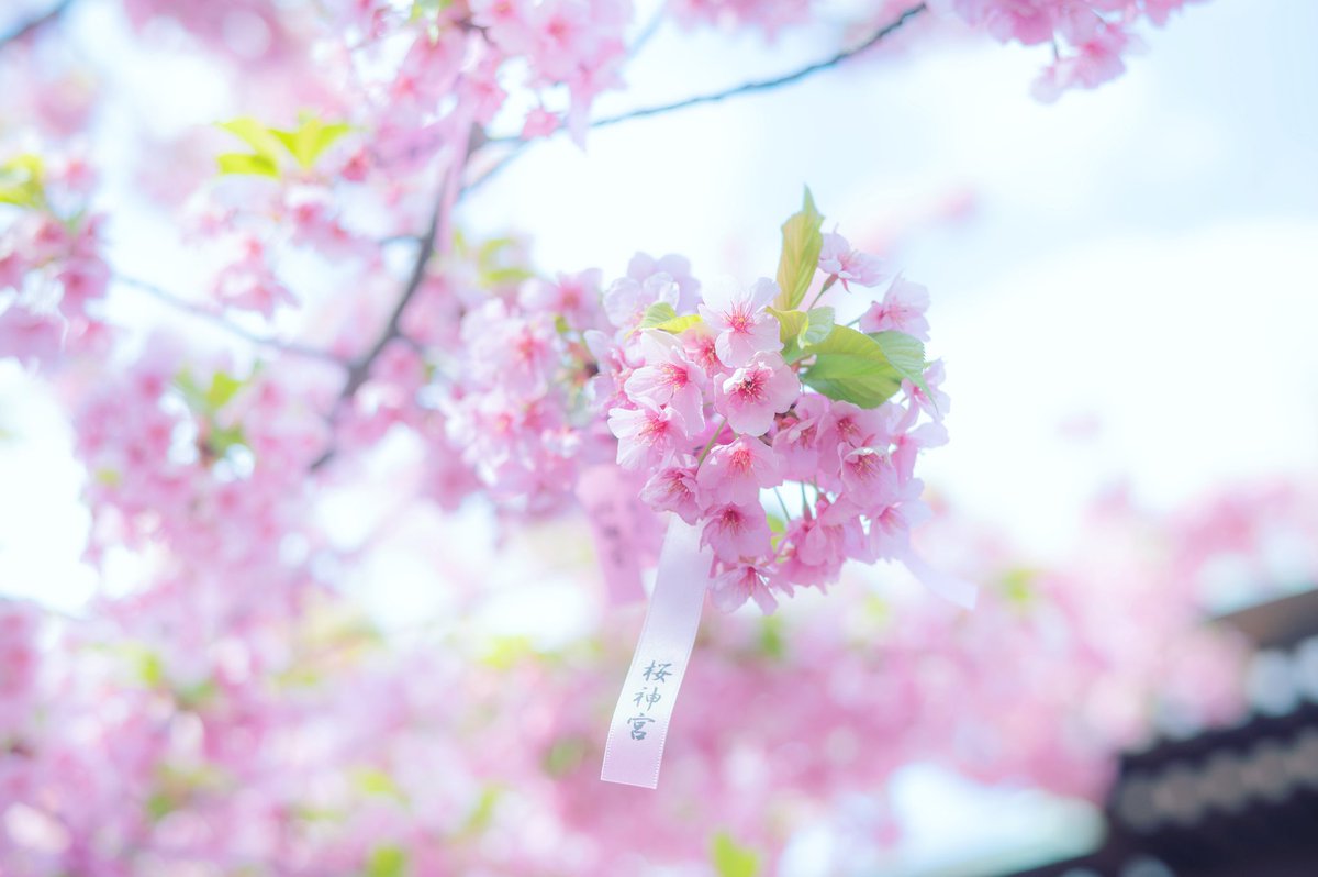 ai_photograph's tweet photo. 桜神宮🌸🌸🌸

#写真好きな人と繫がりたい 
#ファインダー越しの私の世界 https://t.co/dnAdxYuNqQ