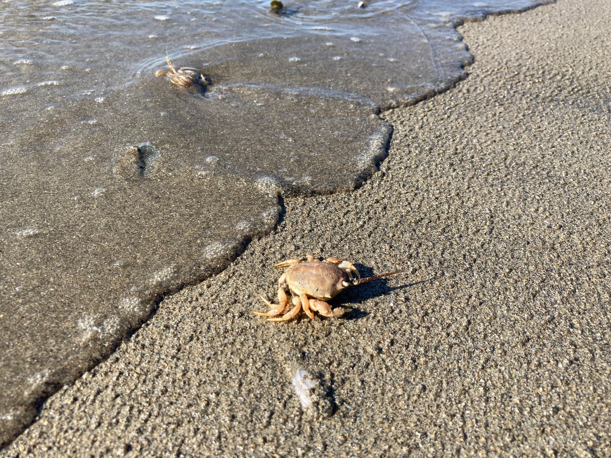 Very low tides right now. Some lovely #marinewildlife finds on sandy beaches. Sand stars, brittle stars, necklace shells, sea potatoes (a sea urchin), sea mice (a bristly fat worm, not a mammal at all!), masked crab. What will you find? 🌝🌊