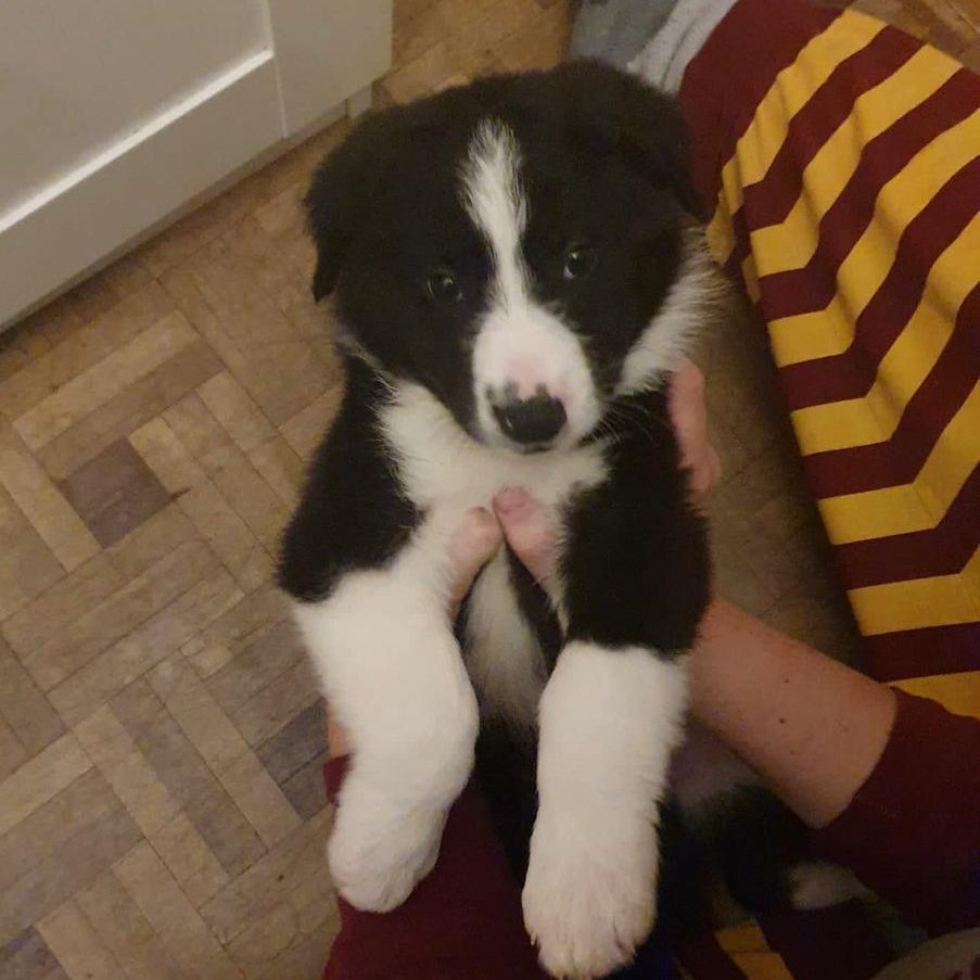 #Madrid 
OBOE y sus 7 hermanos han sido ABANDONADOS,asi terminan las camadas indeseadas e irresponsables
Tiene 2 meses 
En edad adulta tendrá tamaño grande,alrededor de 40kg
NECESITA #AdopcionResponsable para TODA la vida
#adopta #cachorros #adopcion
📩facenuevavida@gmail.com
