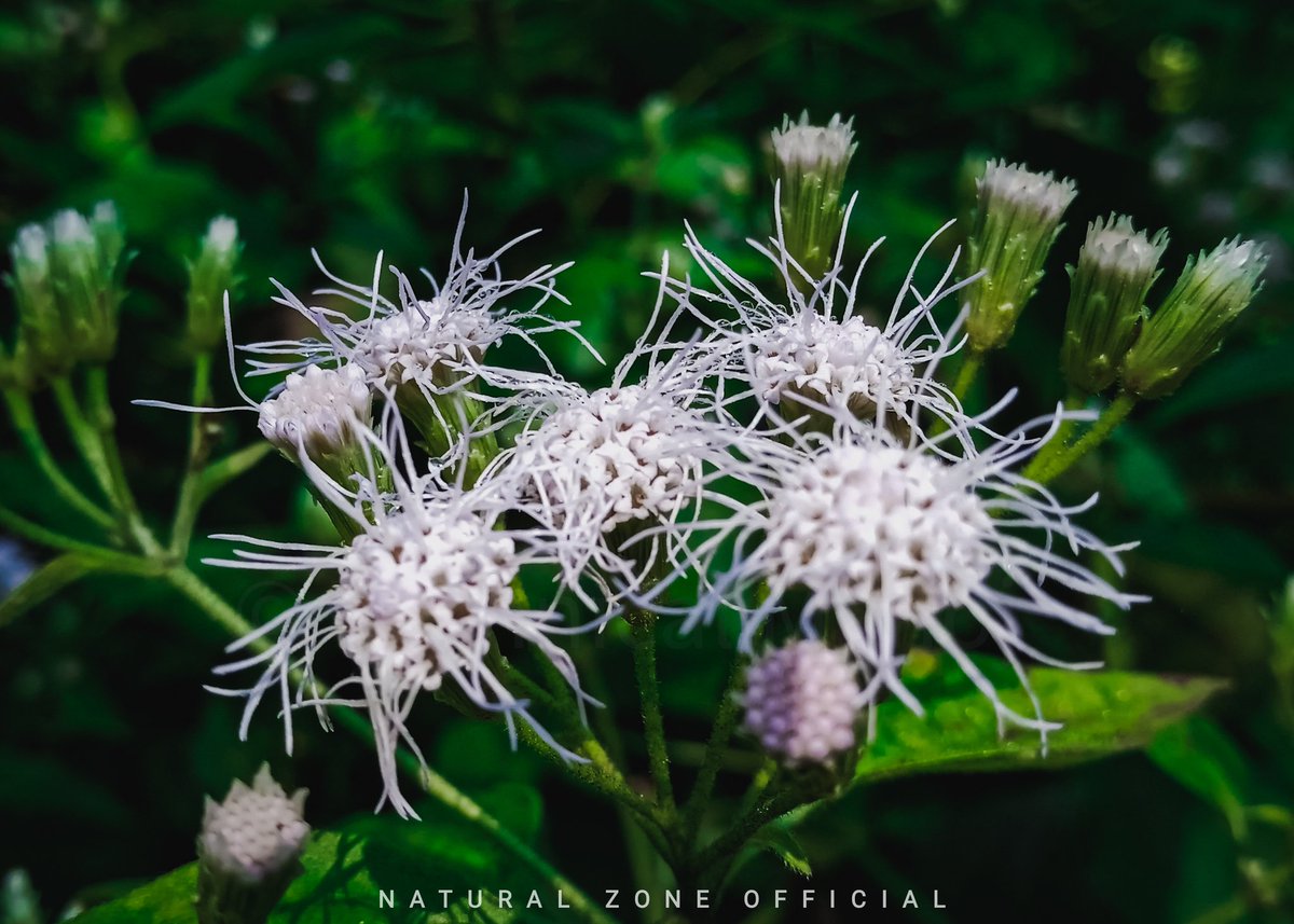 Every flower 🌺 must grow through dirt. #NaturePhotography #flowers #nature #naturalzoneofficial