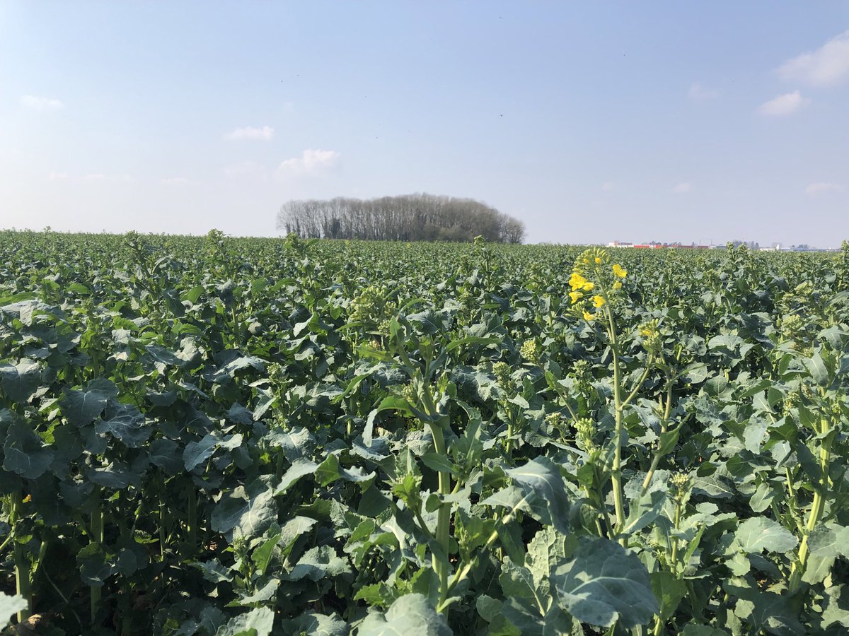 Le colza : plante de l’année 2022 ? ; huile , tourteaux et le jaune dans nos plaines qui fera penser à nos amis Ukrainiens