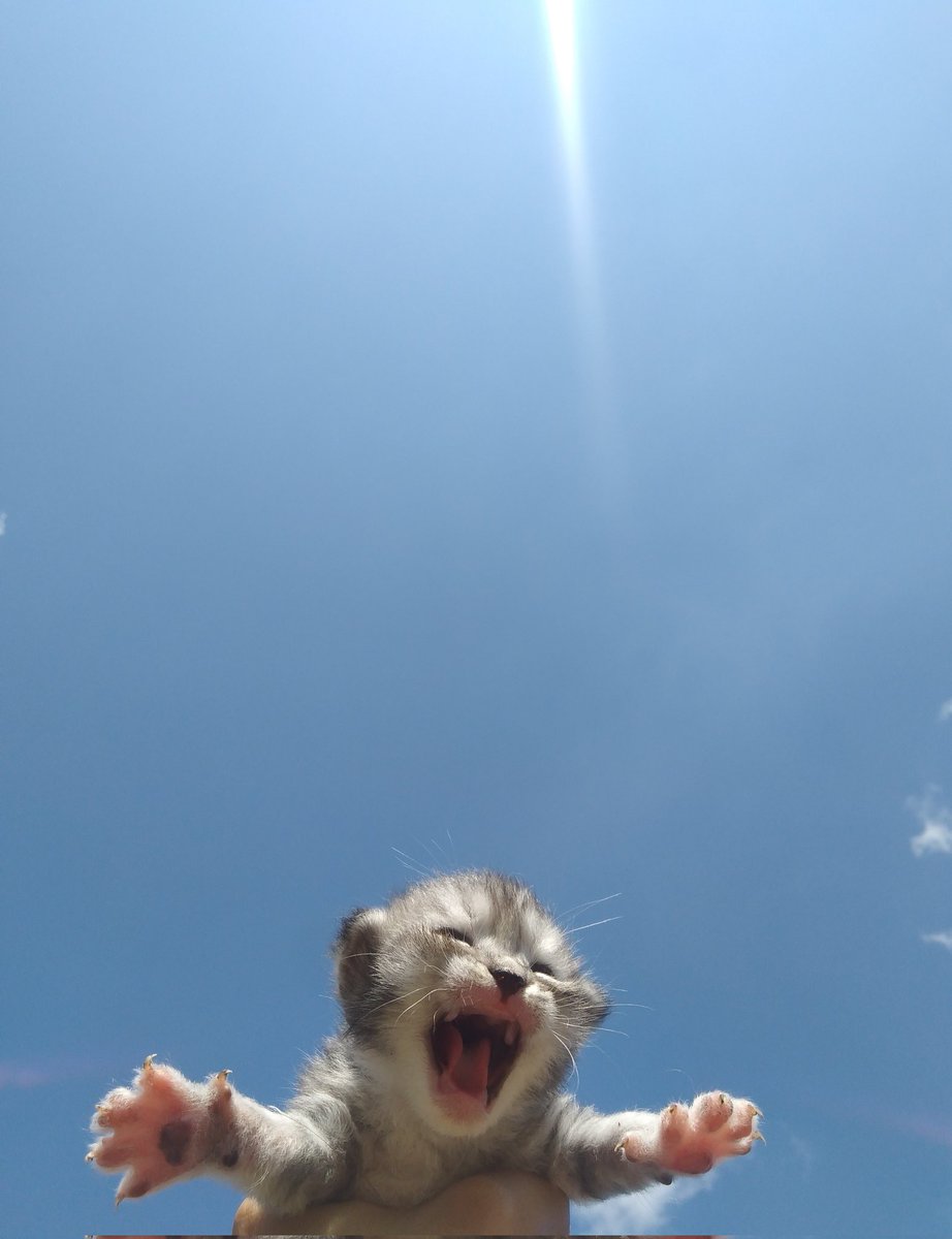 petsfess's tweet photo. 🐈

hi kak https://t.co/T2Jhdz3vD6
