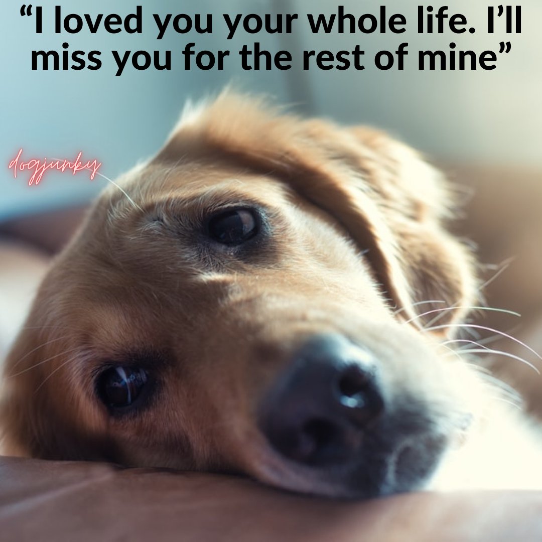 Dog Junky on X: "“I loved you your whole life. I'll miss you for the rest  of mine” #dogs #dog #puppy #doglover #dogoftheday #doglovers #doglife #pets  #love #puppylove #pet #puppies #cute #doggo #