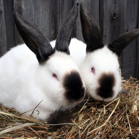 WoowPets's tweet photo. Meet the couples 

#cute #bunniesworldwide #bunnystagram #lapin #rabbitofig #rabbitaccount #cutebunny #petsofinstagram #rabbitsofinsta #rabbitsunited #cuterabbits #rabbitfood #rabbitears #animal #rabbitloversclub #kaninchen #bunnyworld #rabbitinstagram #cuterabbit #pets #coniglio https://t.co/RwKT4grDiu