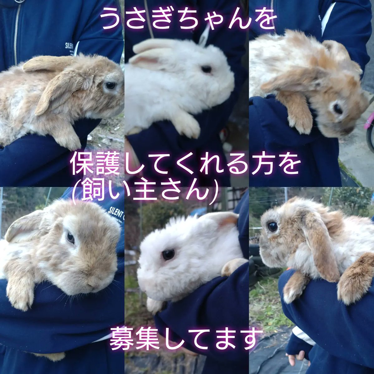 YUNA82919255's tweet photo. 【拡散希望】
うさちゃんを飼ってくれる方を
募集しています。迎え入れてくれる方居ましたらコメントお願いします！

学校に関係ない内容で申し訳無いです。野良では無いうさぎちゃんが山に放されていて、今日保護しました。出来れば多くのうさちゃんを助けてあげたいので、拡散だけでもお願いします🙇‍♀️ https://t.co/irSPe2gyjU
