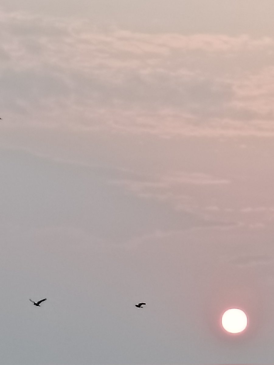 GerberaSaaral's tweet photo. இன்னமும் என் முன்னே நின்று என்னைப் பார்த்தவாறே இருக்கிறது சூரியன்.நடுவுல ரெண்டு காகம் பறக்கிறதை சூரியன் பார்த்ததா என்று தெரியவில்லை. பார்த்திருக்காது என்றே நினைக்கிறேன்.அதுதான் என்னைப் பார்த்திட்டிருக்கே..!
பட் நான் பார்த்தேன்..! https://t.co/oYb8N9NjHg