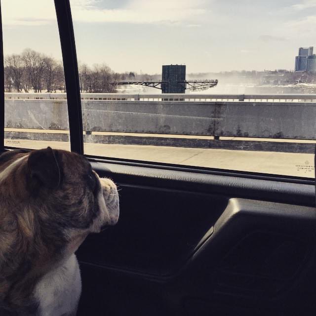 TobyBully's tweet image. Some days social media memories are bittersweet when you’re missing your pal but this was a very good day six years ago. 
We went to Niagara Falls AND got to meet our friend @LadyBeckett. I hope they found each other over the bridge and are getting into lots of mischief 🥲❤️🌈