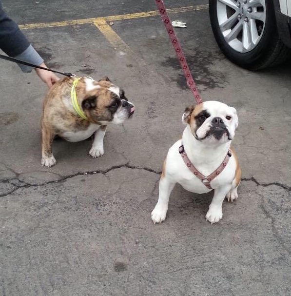 TobyBully's tweet image. Some days social media memories are bittersweet when you’re missing your pal but this was a very good day six years ago. 
We went to Niagara Falls AND got to meet our friend @LadyBeckett. I hope they found each other over the bridge and are getting into lots of mischief 🥲❤️🌈