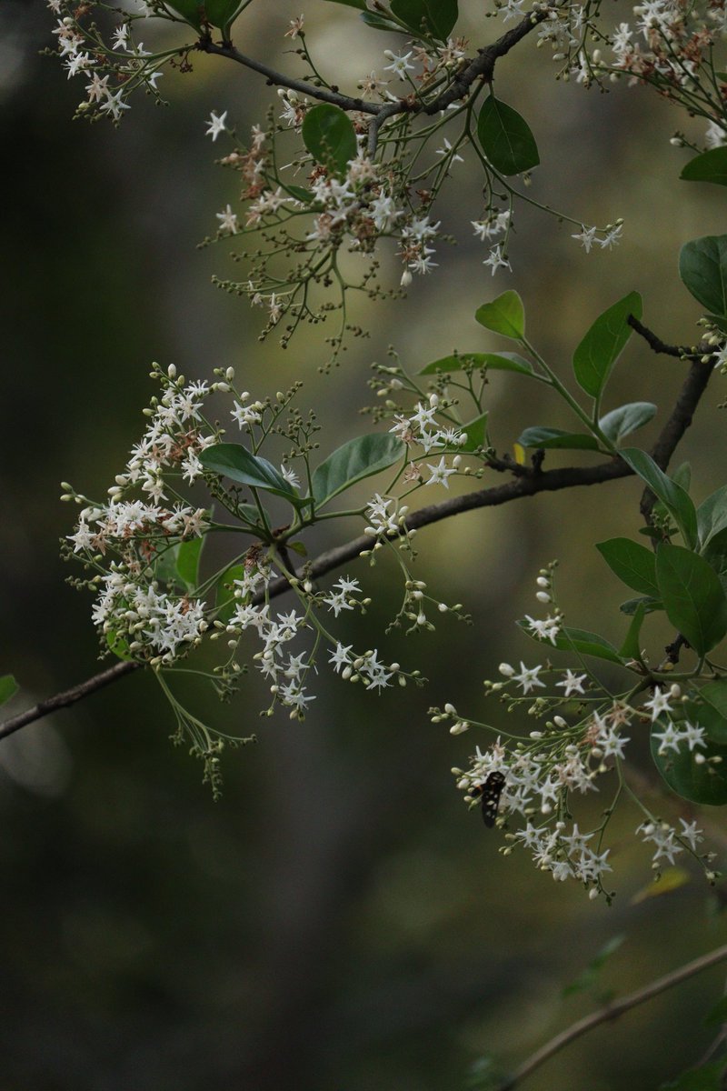 NGTIndia's tweet photo. At this time Delhi unleashes a torrent of blooms—from the rare lustre of palash and the calming whites of chamrod. Rounding up the blossoming hotspots across the capital, team NGTI offers a #springspotting guide to Delhi.
https://t.co/McPJaoDDmM https://t.co/B1ui1b24pw