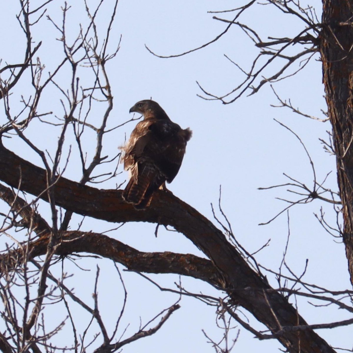 LYLAdventure's tweet photo. Red Tailed Hawks &amp; Crows 
…. Thinking this might be a great title for a song, an album or better yet… a band! 
#AlwaysAnAdventure #GetOutside #RedTailedHawk #Crow #MyOttawa #SelfCare https://t.co/zRihZvWKVq