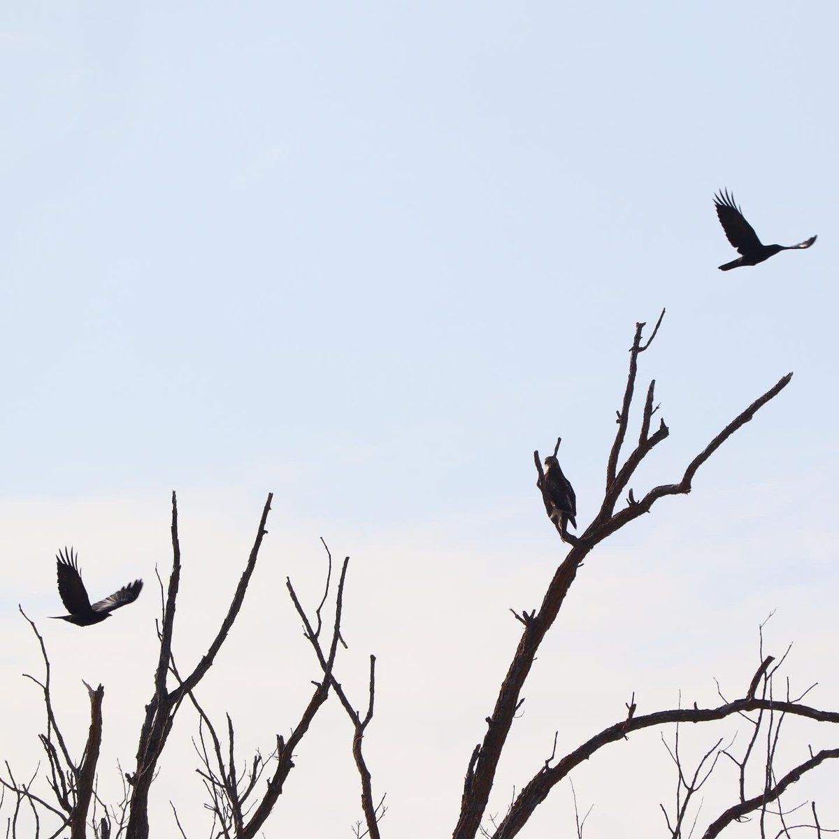 LYLAdventure's tweet photo. Red Tailed Hawks &amp; Crows 
…. Thinking this might be a great title for a song, an album or better yet… a band! 
#AlwaysAnAdventure #GetOutside #RedTailedHawk #Crow #MyOttawa #SelfCare https://t.co/zRihZvWKVq