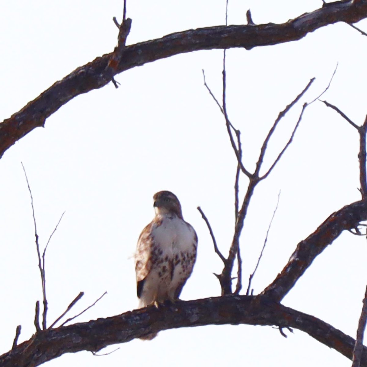 LYLAdventure's tweet photo. Red Tailed Hawks &amp; Crows 
…. Thinking this might be a great title for a song, an album or better yet… a band! 
#AlwaysAnAdventure #GetOutside #RedTailedHawk #Crow #MyOttawa #SelfCare https://t.co/zRihZvWKVq