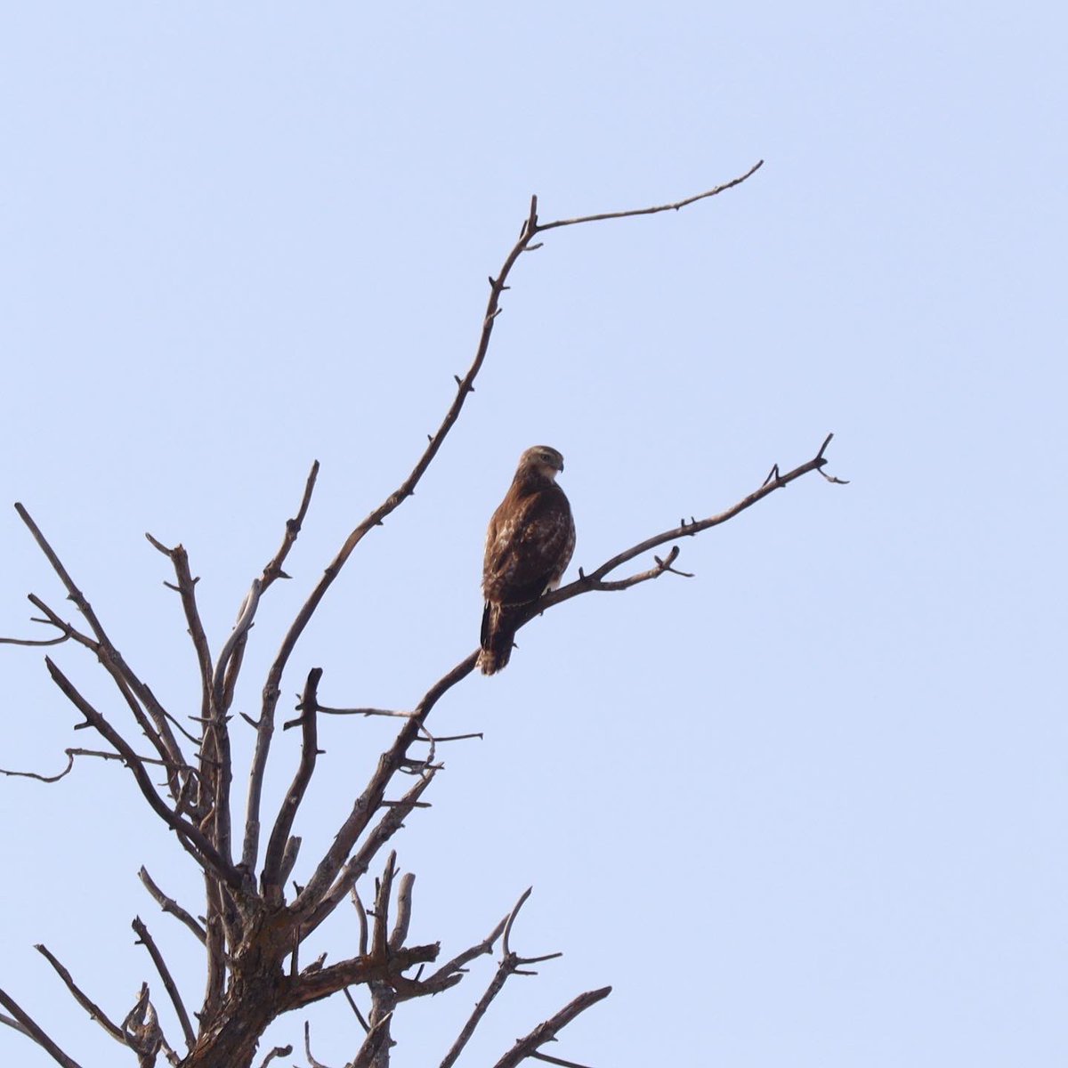 LYLAdventure's tweet photo. Red Tailed Hawks &amp; Crows 
…. Thinking this might be a great title for a song, an album or better yet… a band! 
#AlwaysAnAdventure #GetOutside #RedTailedHawk #Crow #MyOttawa #SelfCare https://t.co/zRihZvWKVq