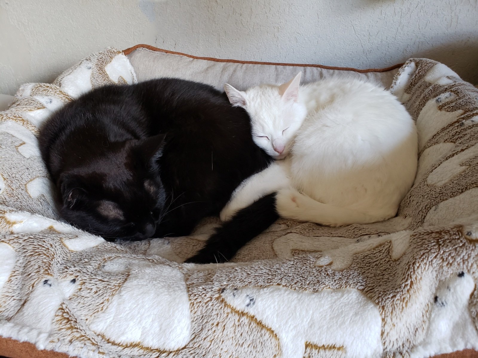 Ma Co おしりにピタッ 猫 ねこ 黒猫 白猫 オッドアイ 鍵しっぽ Cat Blackcat Whitecat Oddeye T Co Ebkbrnbdgb Twitter