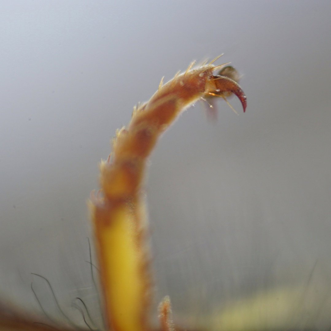 lupus_sch's tweet photo. Wespe ganz nah
mit einem MikroskopObjektiv und 160mm Zwischenringen
#macro #micro #sony #alpha77ii #fotokochfan #insectphotography #insect https://t.co/GpBkcTNfIC