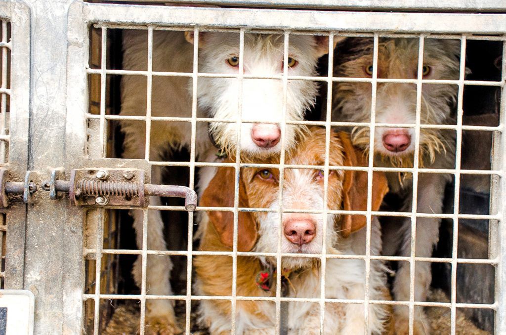 Lo que buscan con esa manifestación es dejar fuera a los perros de rehala de la nueva ley de protección animal. No lo permitamos #RuralSinMaltratoAnimal 
<a href="/sanchezcastejon/">Pedro Sánchez</a> 
<a href="/LuisPlanas/">Luis Planas Puchades</a> 
<a href="/PSOE/">PSOE</a>