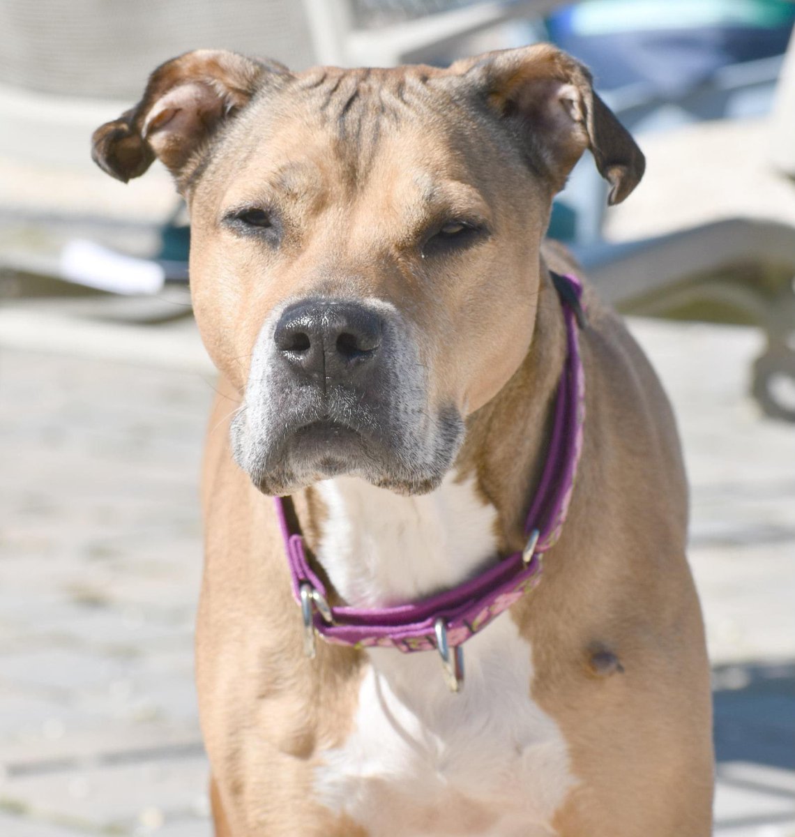 Buttons LOVES to go for nice, easy-going walks and perks up as soon as she sees the leash!   Best in a quiet adult home or one with older kids.  We prefer a home with no other pets just to not stress this girl out. Please apply at rescueridge.com