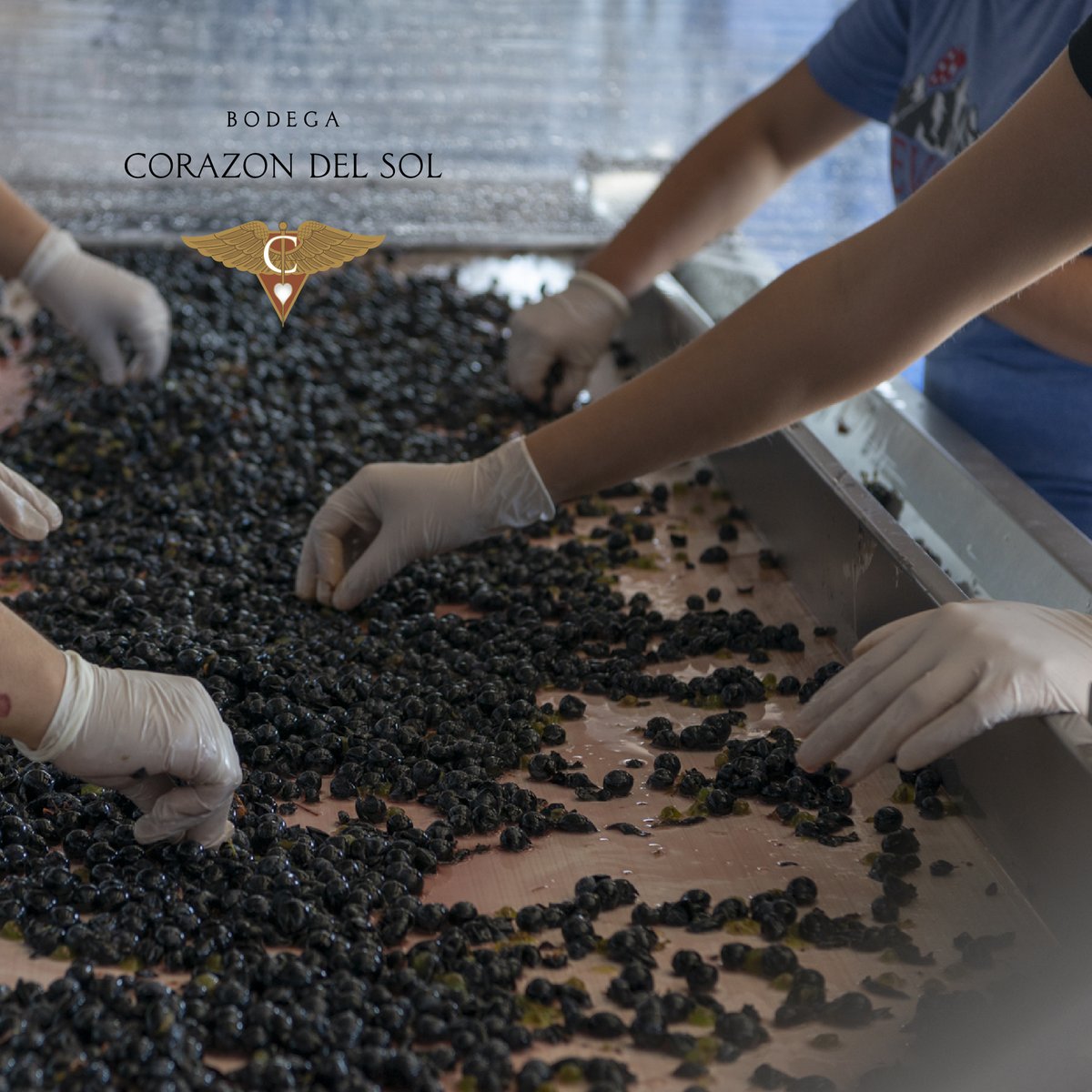 Bodega Corazón Del Sol tweet media