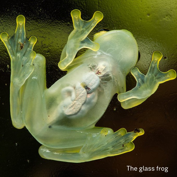 Worldfrogdayのtwitterイラスト検索結果