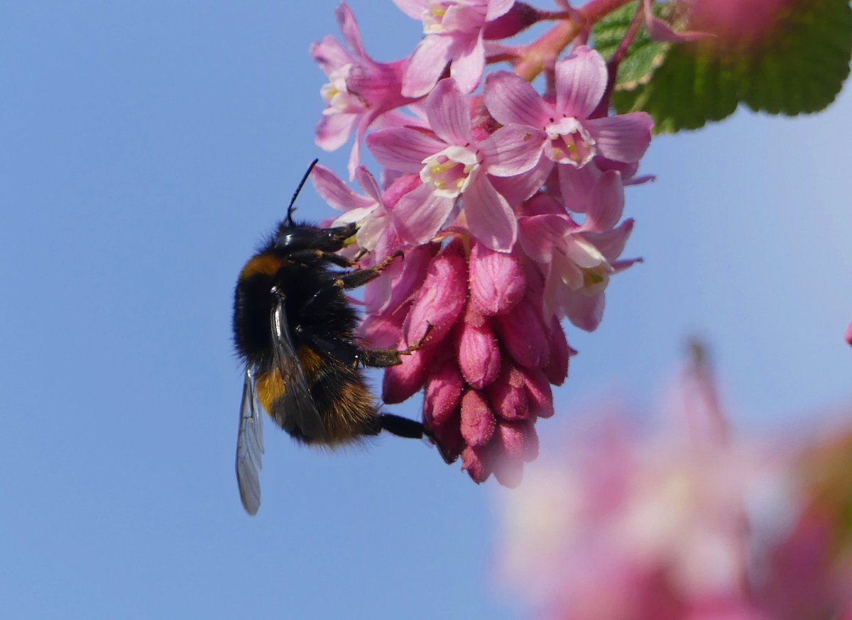 EmptyMin's tweet photo. #365photos #79 #PictureOfTheDay #Spring is here, as are the #bees in the garden, here on the #inedible (for us) #blackcurrent bush https://t.co/12J1xKZ7a6