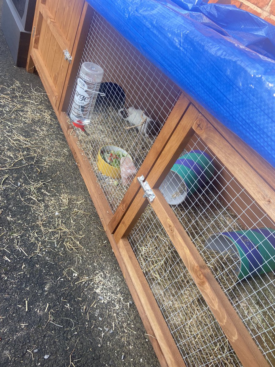 kayharri20's tweet photo. Meet the new additions to our home, Aphrodite and Athena. The kids adore them already, I’m sure they are going to be smothered with love 💕 https://t.co/wp9skBJoOH