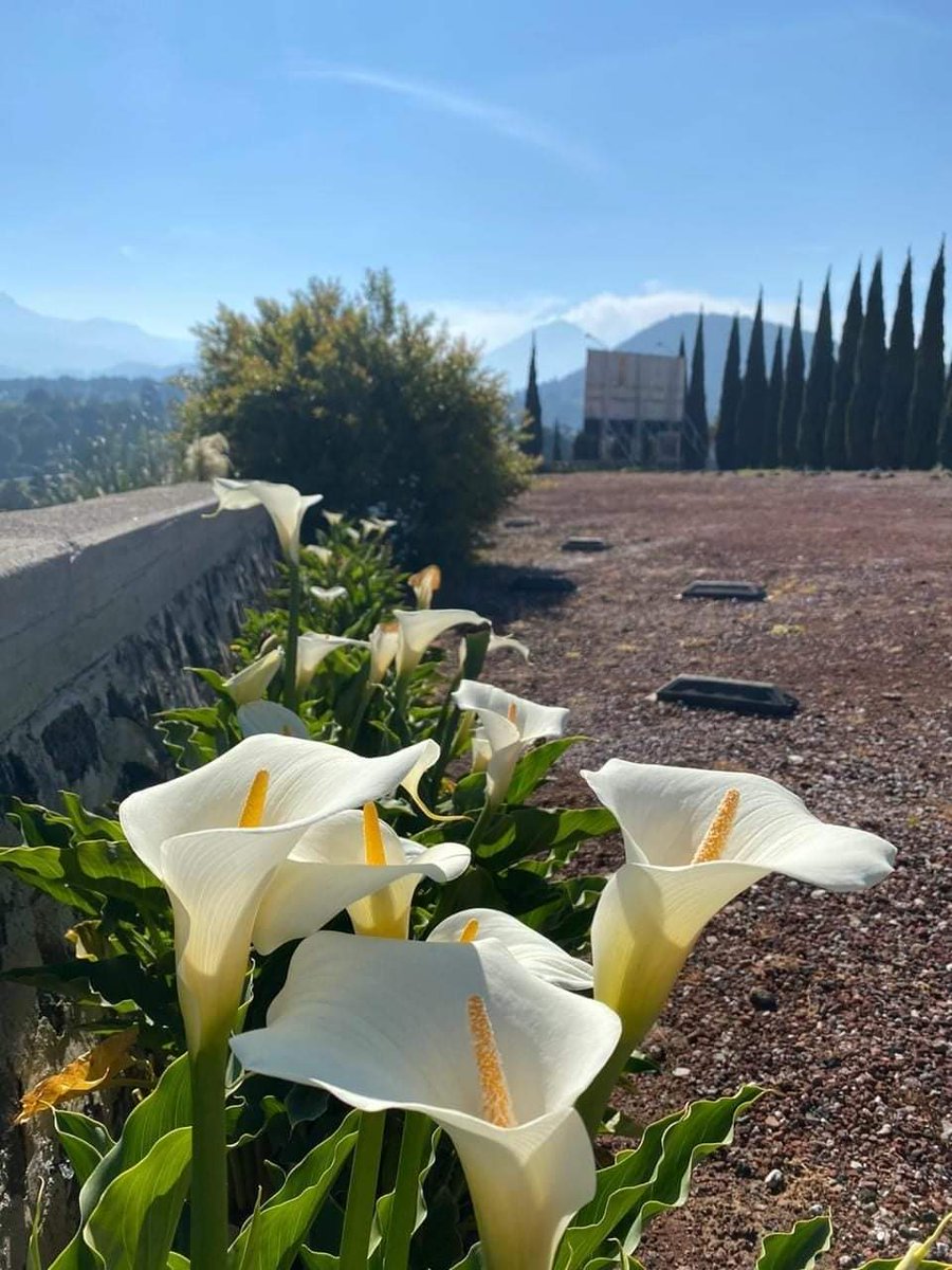 GenvieveMx's tweet photo. A disfrutar del día, hoy dura lo mismo que la noche.
#EquinoccioDePrimavera
#Flores
#MuchoColor https://t.co/qf9P1Fa3Ho