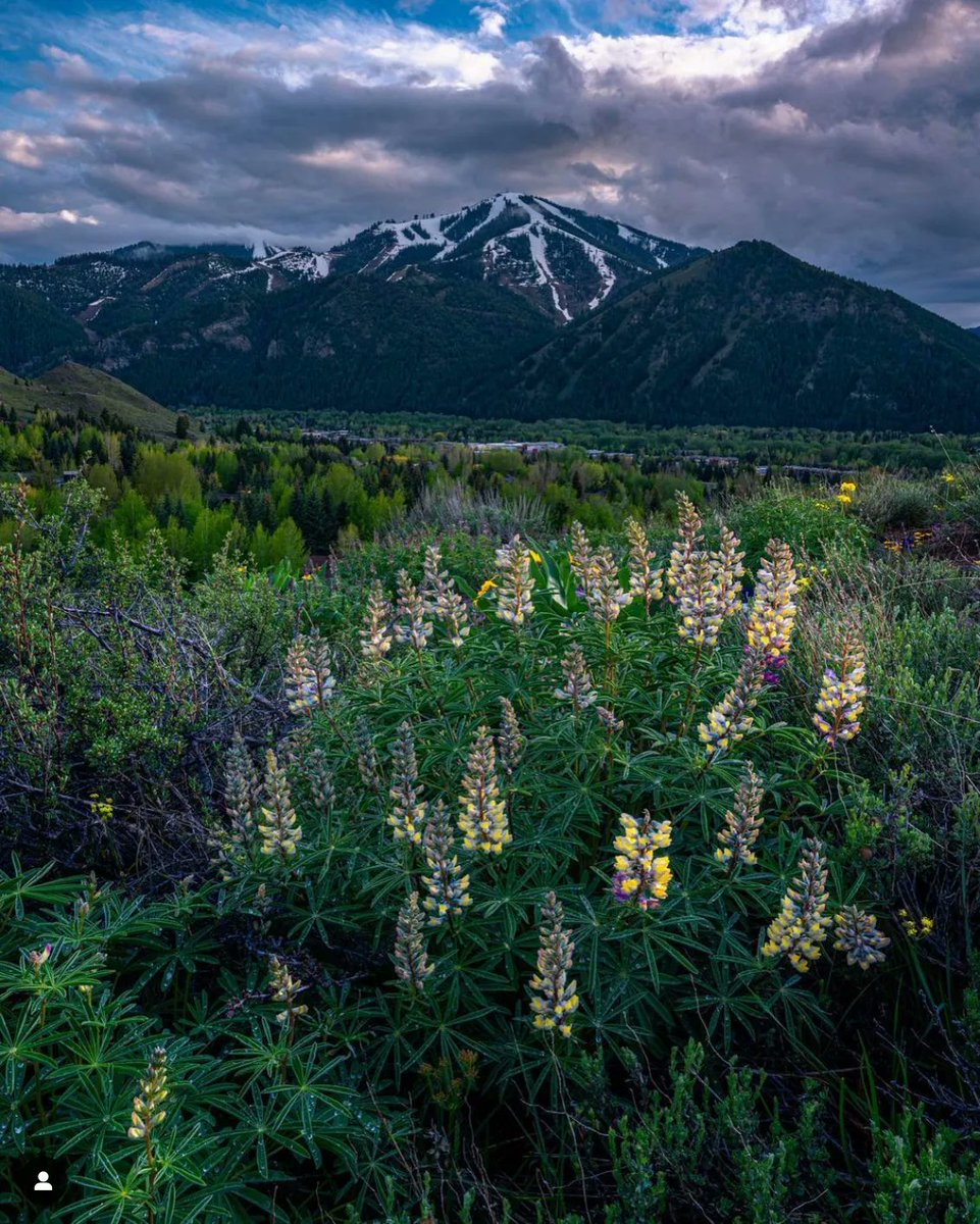 GrillAtKnobHill's tweet photo. Happy First Day of Spring! 🌸 We can't wait until our spring and summer days full of wildflowers and gorgeous views like this! #firstdayofspring #springequinox  📷  Photo by Travis D. Amick https://t.co/3EaiQt4laj