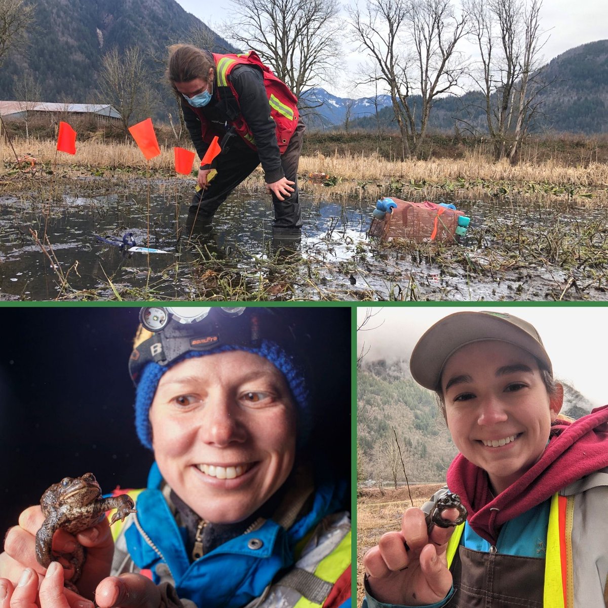 FVConservancy's tweet photo. Let's celebrate World Frog Day! 🐸🥳
How much do we love #frogs here at the FVC? 💚 You could say we're a little obsessed.
To do your part and help us research and protect these #amphibians, submit any frog photos that you have to Frog Finders: https://t.co/FyuicXEqu6 https://t.co/F1jYpdp0tB
