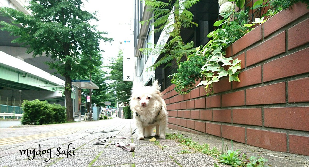 mydog 愛犬🐶🌲🍂🌿🍃